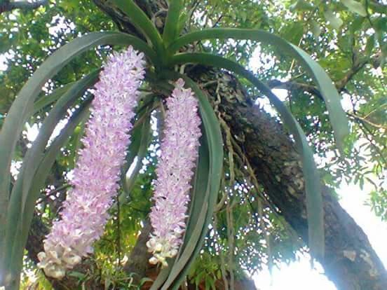 Linh Soi Homestay Mai Châu Zewnętrze zdjęcie
